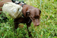 Load image into Gallery viewer, Hooligan Hound Dog Pack Red-S/M